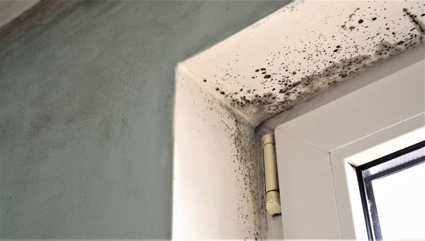 Best Post-Construction Mold Inspection  in Carteret, NJ