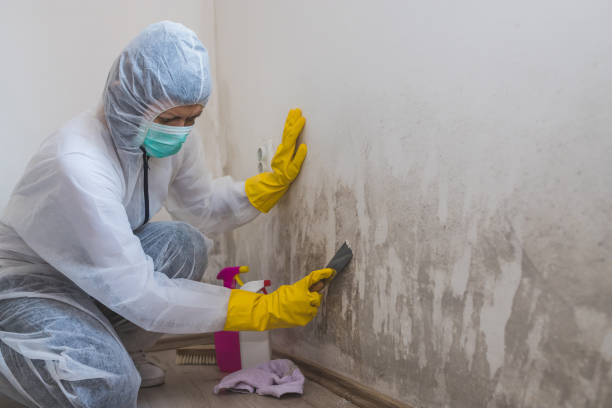 Best Commercial Mold Inspection  in Carteret, NJ