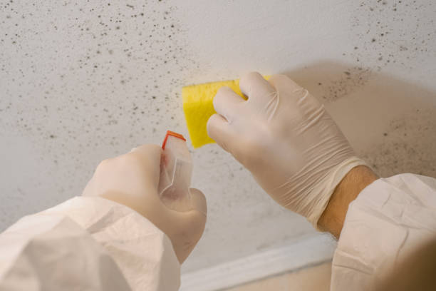 Best Post-Construction Mold Inspection  in Carteret, NJ