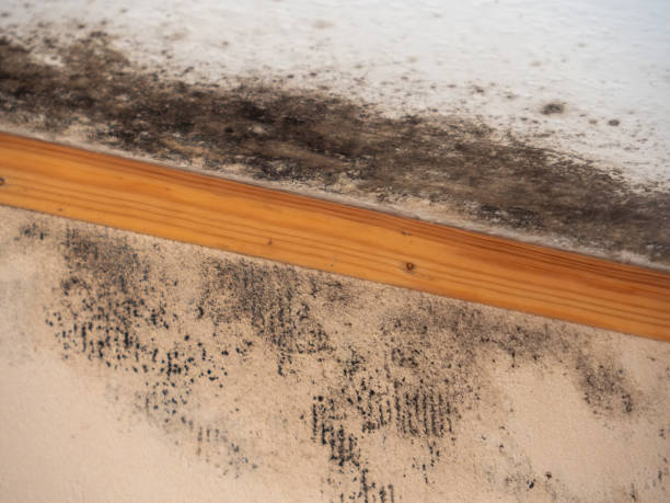 Best Emergency Mold Remediation  in Carteret, NJ