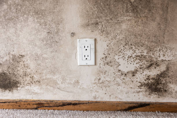 Best Attic Mold Removal  in Carteret, NJ