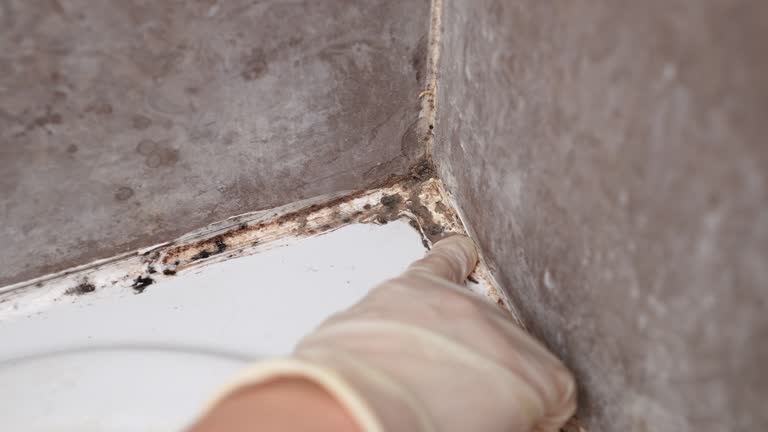 Professional Mold Removal in Carteret, NJ
